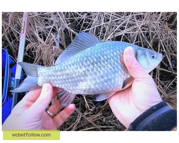 世界杯足球竞猜盘口规律深度解析与实战投注策略技巧全面指南